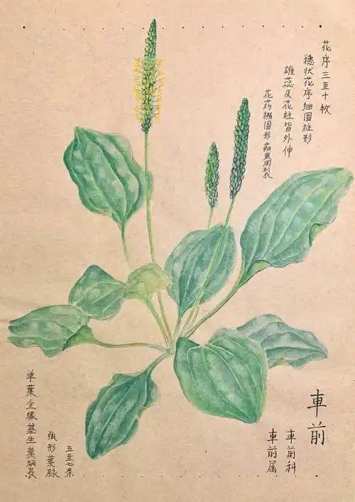 发现于兴业路,但在路边,草地随处可见车前科,车前属采采芣苢,薄言采之