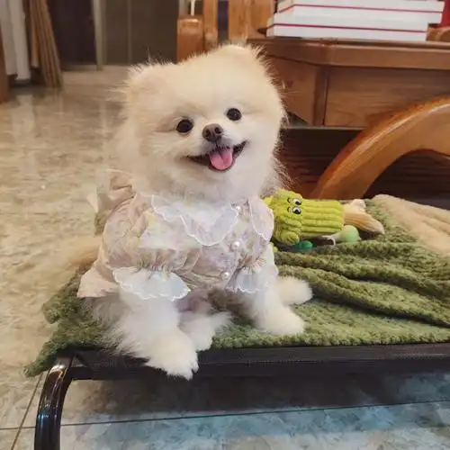 发型有点乱#博美  #狗狗日常  #狗狗