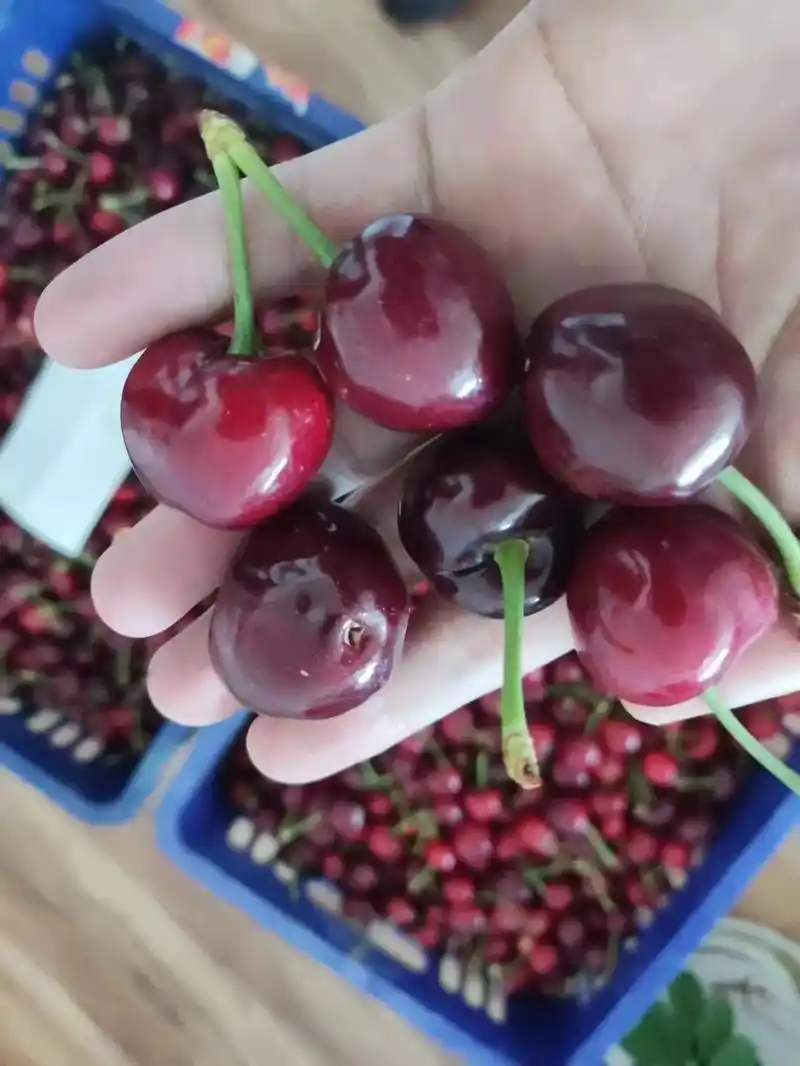 今年的樱桃太好吃了.比车厘子还要好吃的烟台大樱桃成熟了!