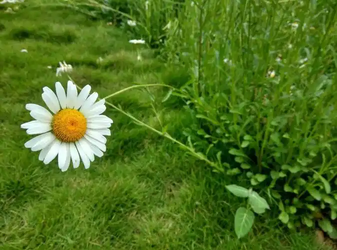 1/ 17 粉色的美 山间的小清新 一抹亮色 高洁的美 绽放 闪亮的一朵花