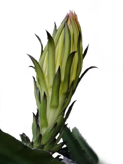 手机摄影.霸王花