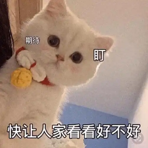猫猫表情快让我看看