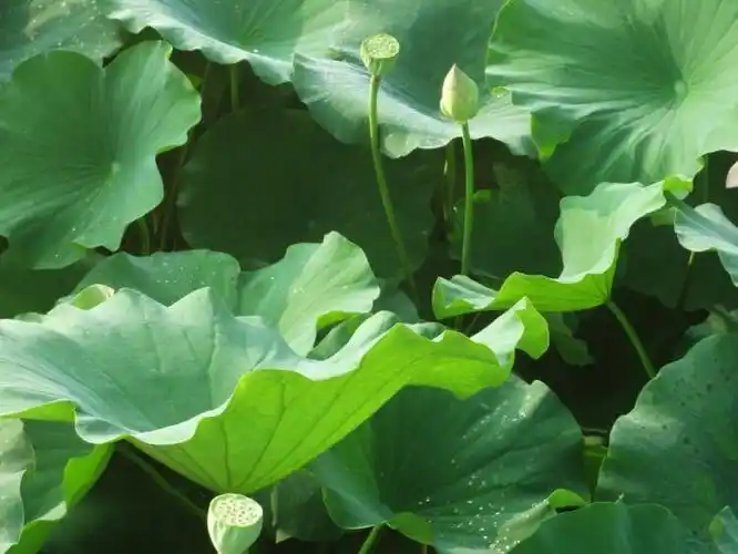 我爱纯真圣吉的荷花