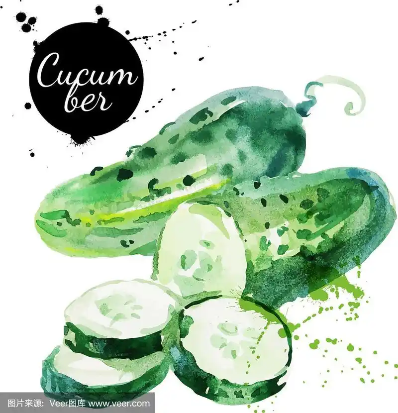 绿色黄瓜手绘水彩画