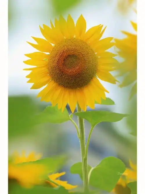 向日葵代表着希望