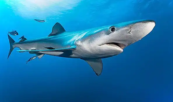 蓝鲨,鱼,游动,深海,法亚尔,亚速尔群岛,葡萄牙,欧洲