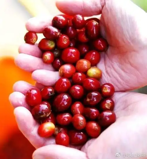 其果肉中含有1%的咖啡因,亦有提成效果,且风味远比嚼食咖啡果叶更香甜