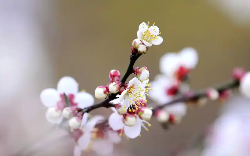 梅花图片近距摄影高清电脑壁纸