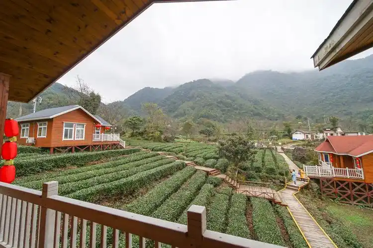 甘肃陇上江南 碧口马家山也是极品龙井产地