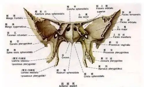 总算知道蝴蝶骨在哪里了