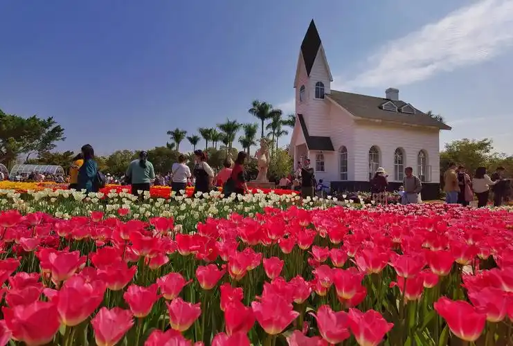 厦门园博苑郁金香花展