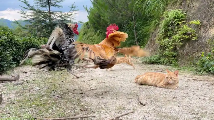 三只公鸡为了心爱的母鸡天天打架