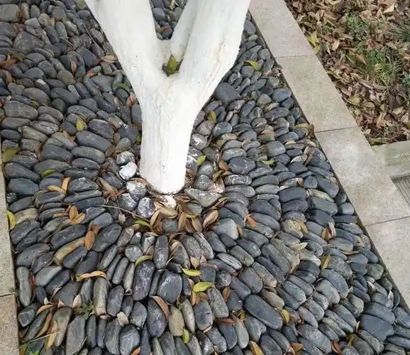 天然鹅卵石放在花盆里既美化环境又可为植物提供营养可以把天然鹅卵石