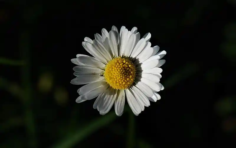 小雏菊清新花卉图片桌面壁纸