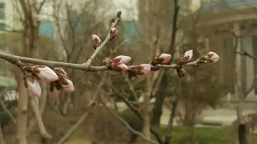 沈阳树绿桃花开