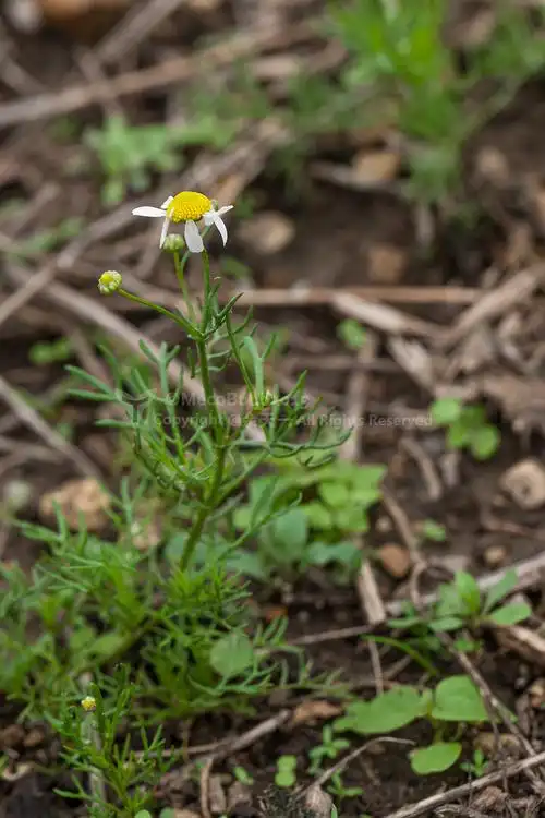 鼹鼠的故事植物版观看指南第二辑