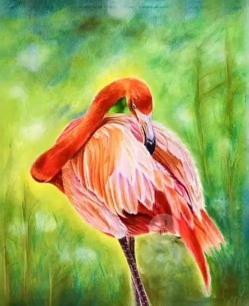 彩铅火烈鸟