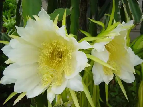 p> a target="_blank" href="/item/火龙果/240065" data-lemmaid="