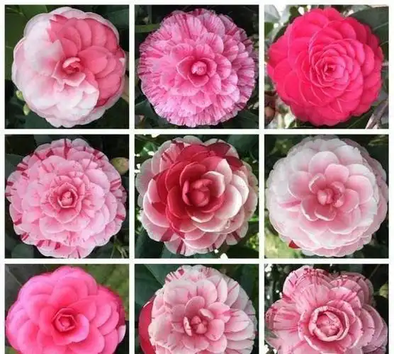 来跟着养护说明一起把茶花养出花开满枝的效果吧