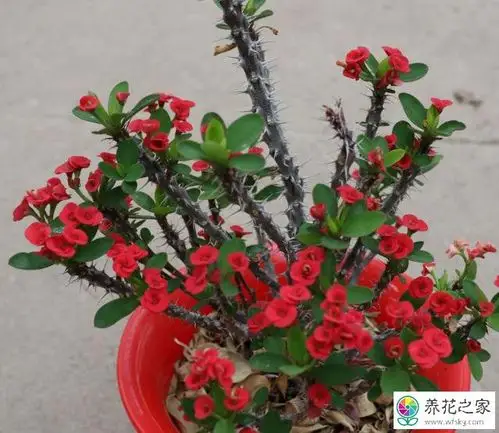 虎刺梅可不可以在屋里养殖_养花之家