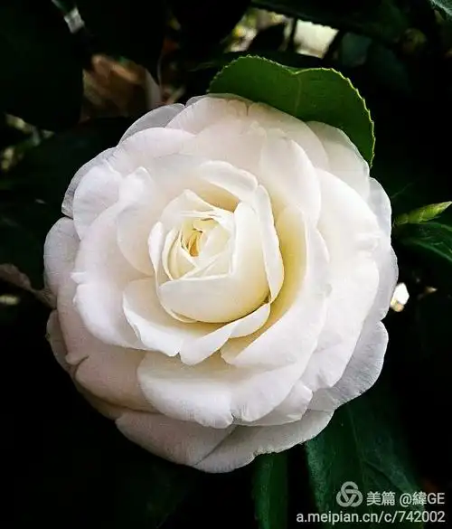 雪塔,白茶花,很多人喜欢,也有人不喜欢的.