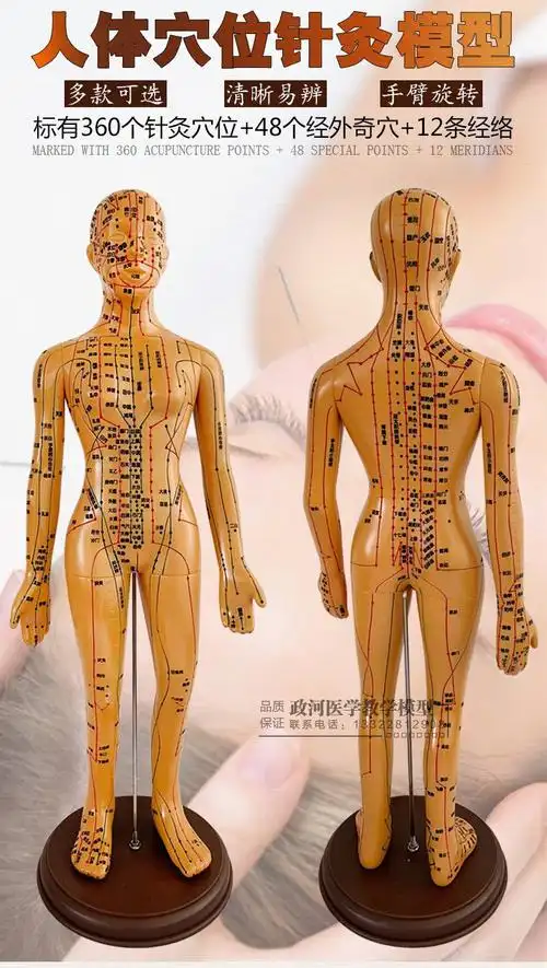 超清晰经络通男女人体模型人体经络图中医铜人针灸穴位模型小人 60
