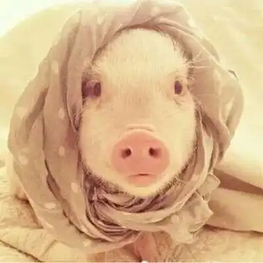 搞笑猪的头像图片2022最火爆