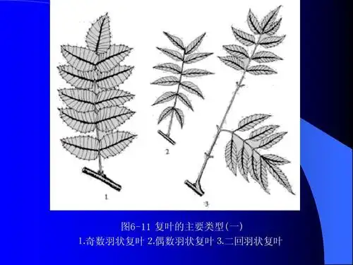 图6-11 复叶的主要类型(一) ⒈奇数羽状复叶⒉偶数羽状复叶⒊敦回