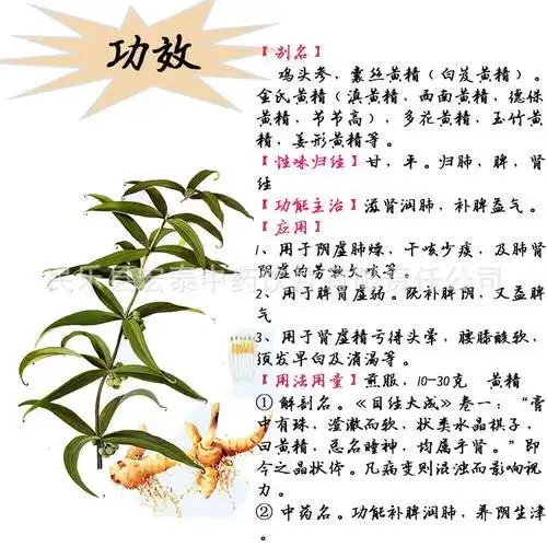 制黄精的功效与作用禁忌