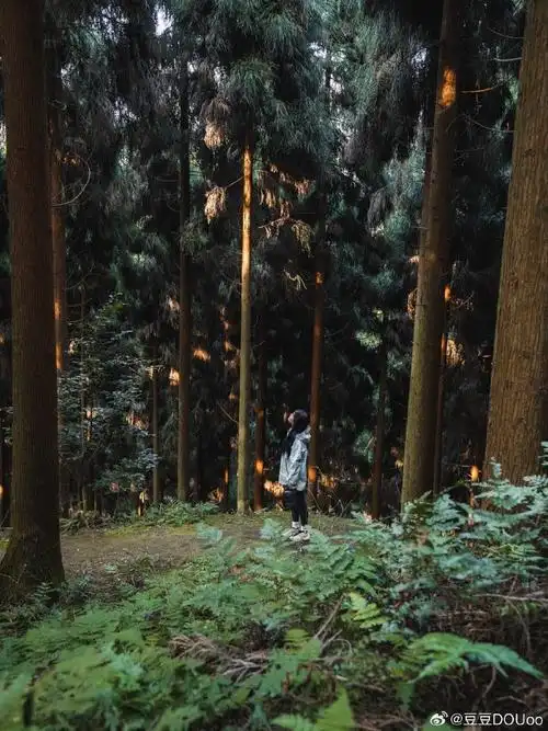 壁纸 风景 森林 桌面 690_920 竖版 竖屏 手机