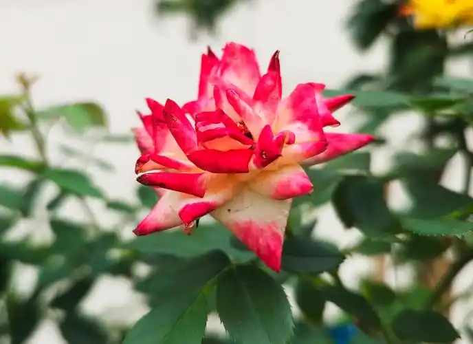 五彩小月季 小巧玲珑好迷人 - 海报新闻