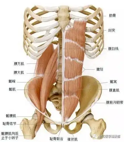 【解剖】高清腹前壁肌肉解剖图