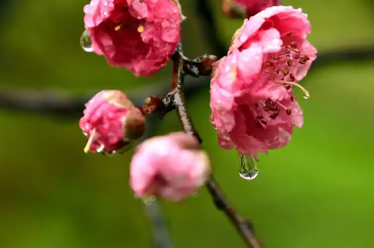 雨中桃花