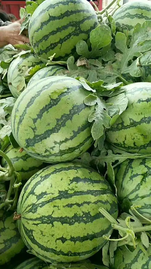 夏邑8424西瓜,头茬瓜,八成熟