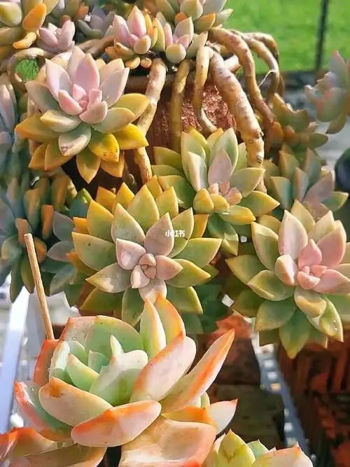 万物皆有裂痕那是光进来的地方#紫雾 #我的多肉植物  #多肉养护