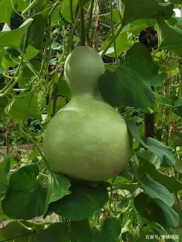 新疆呼图壁——乡村葫芦园,今年又添新葫芦