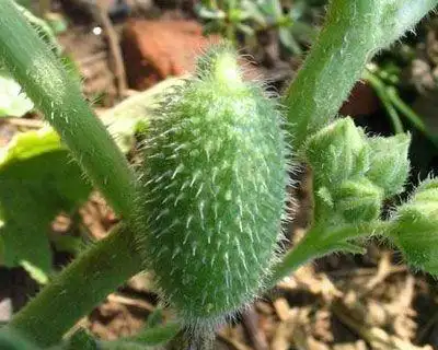 喷瓜属,葫芦科,只有喷瓜,原产地中海区,我国北部亦有栽培