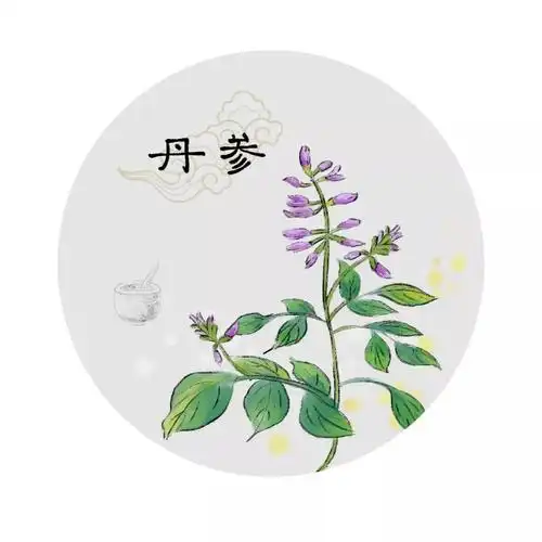 每日一味中药丹参