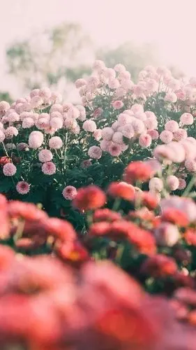 唯美花卉摄影,高清图片,手机锁屏桌面-壁纸族