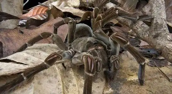 昆虫学家发现超巨型蜘蛛 体型堪比小狗