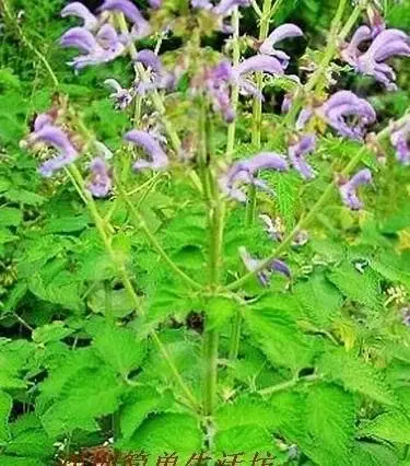 中药材紫花丹参种子怎样播种亩用种量