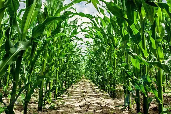 茂密绿色庄稼地高清图片下载