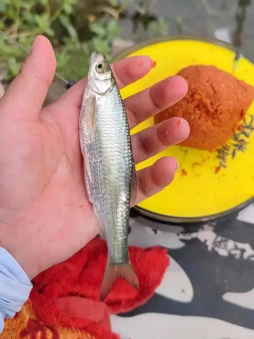 白条如何钓?新手鱼种垂钓教学(五)