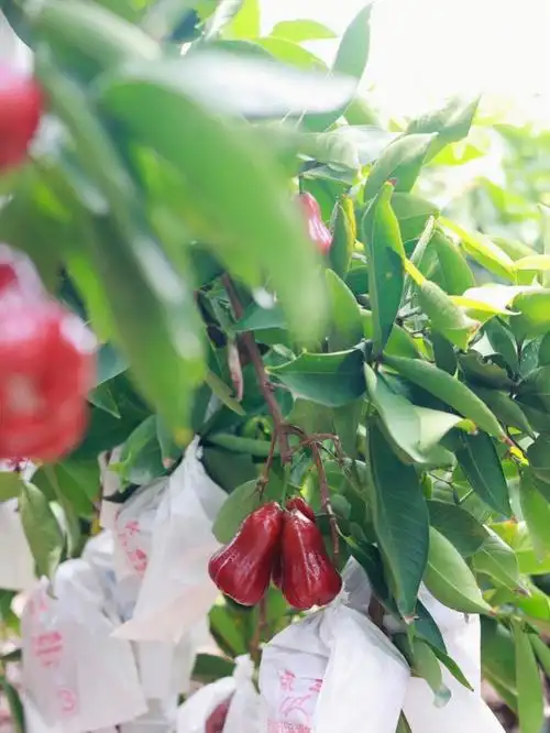 黑金刚莲雾成熟后像挂在树上的铃铛#水果  #朋友圈文案  #黑金刚莲雾