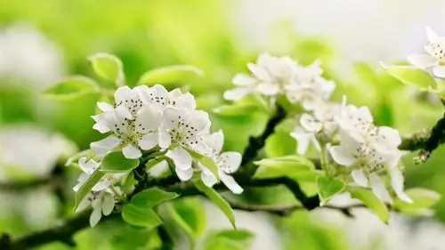 树枝,苹果花,绿色 壁纸