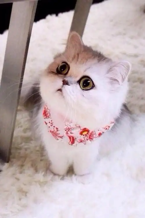 萌宠图片萌化人心的宠物图片可爱壁纸