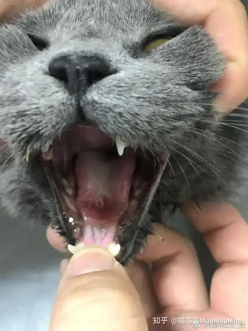 猫杯状病毒舌面溃疡