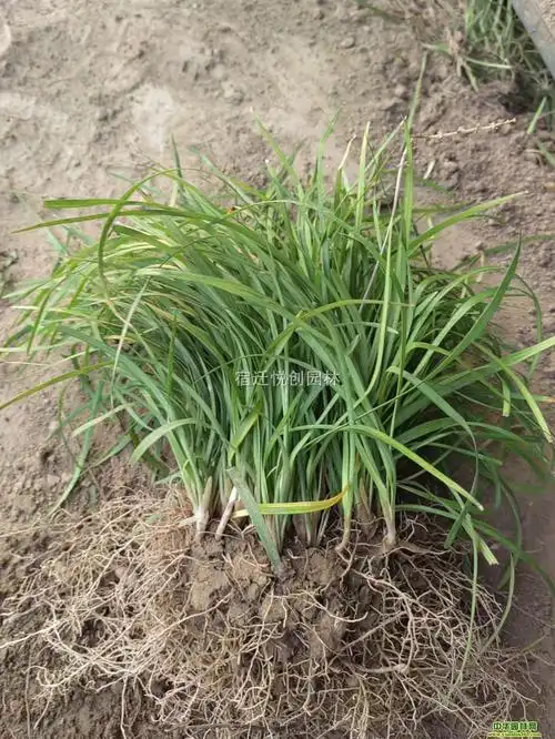 中叶麦冬草产地生活习性,中叶麦冬草产地前景怎么样,工程苗_宿迁悦创