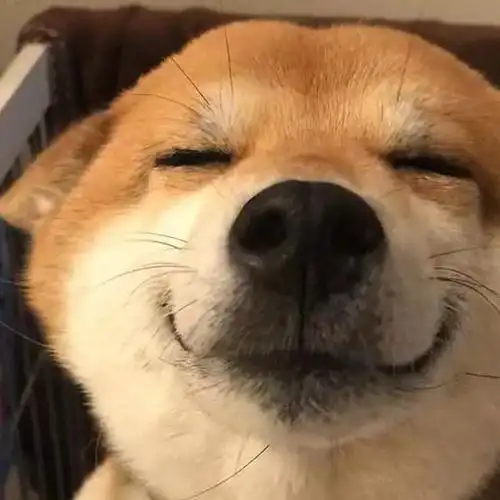 这只柴犬的微笑太可爱了论谄媚发嗲你绝对不想错过