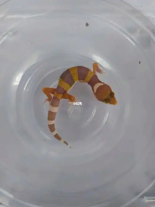 橘白豹纹守宫母温